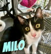 Milo