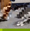 Rachel kitten 2