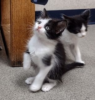 Rachel kitten 2