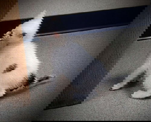 Rachel kitten 3