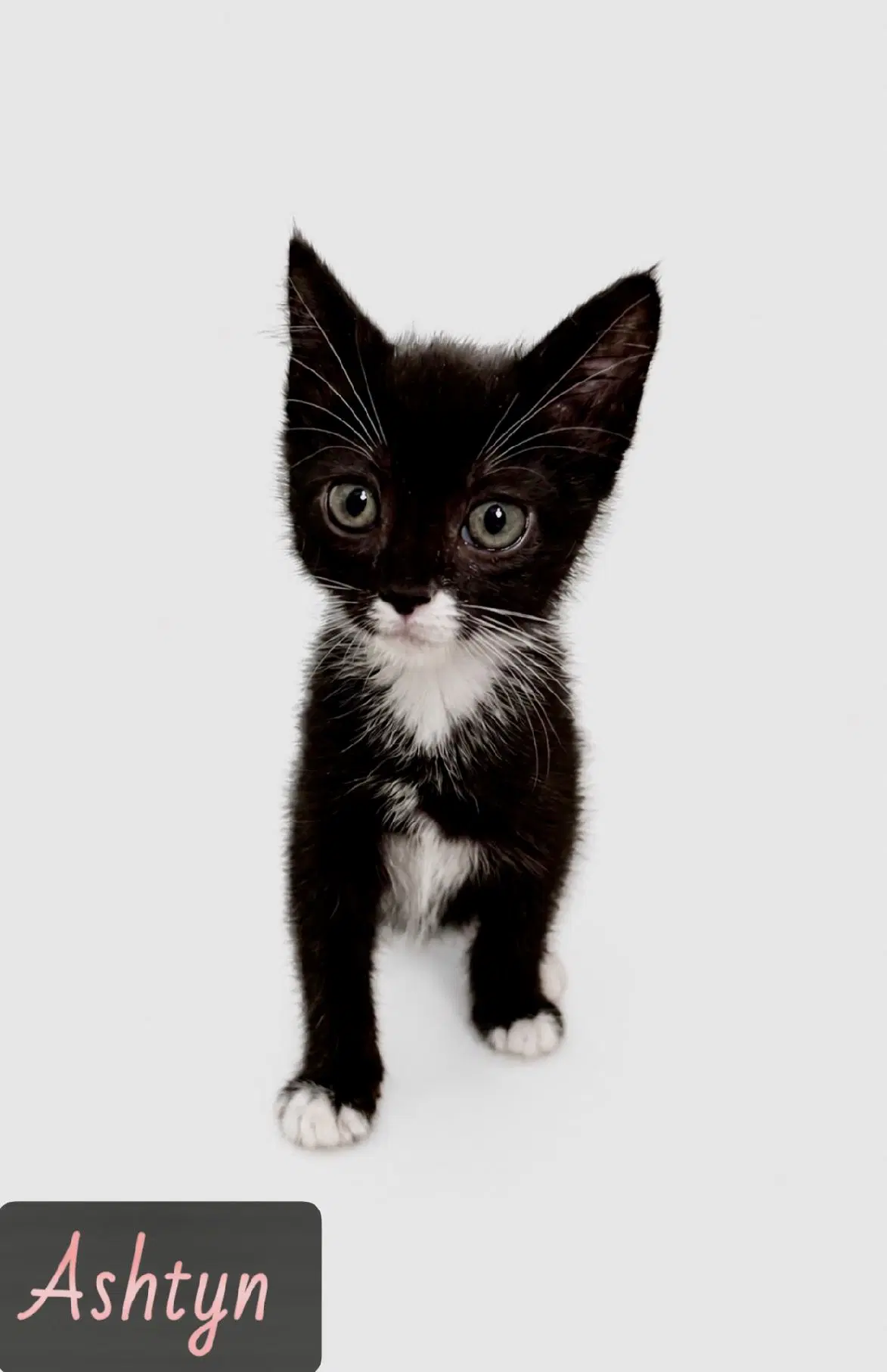 Ashtyn - Tuxedo