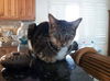 Milly