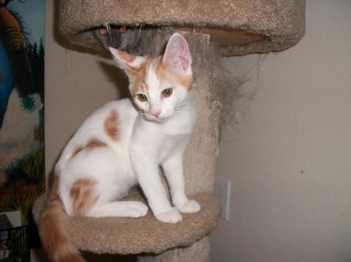 Creamsicle