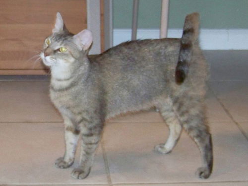 Chiquita