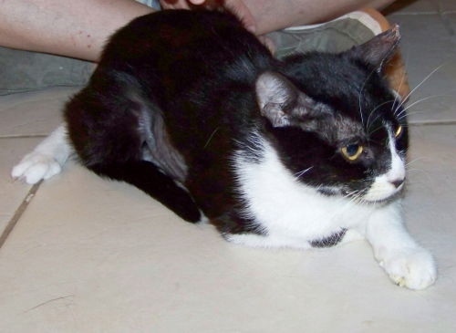 Mother Cat