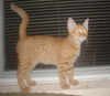 Chester