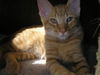 Chester