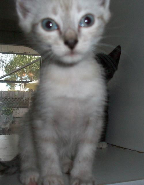 Cece's Persia