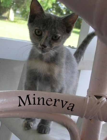 Minerva