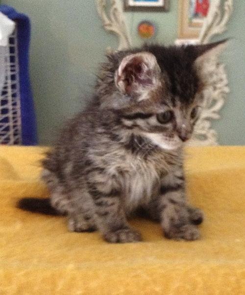Maine Coon/Tabby kittens
