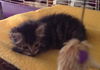 Maine Coon/Tabby kittens