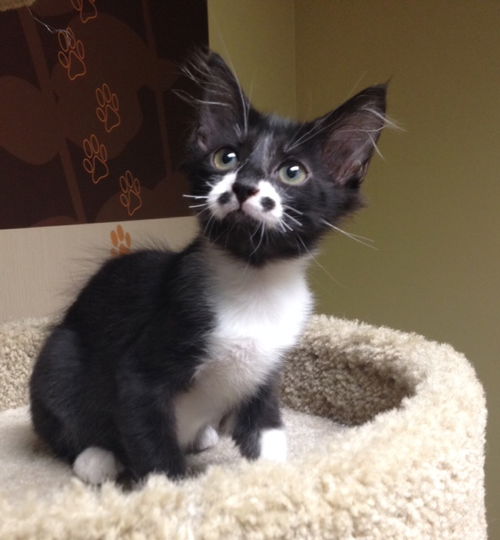 Mustachio