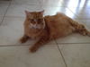 Morris