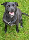 Pound Dog-Raven 135607