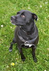 Pound Dog-Raven 135607