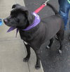 Pound Dog-Raven 135607