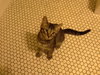 Sonny Cat - Outgoing & Friendly