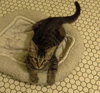 Sonny Cat - Outgoing & Friendly