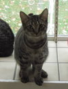 Sonny Cat - Outgoing & Friendly