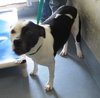 Pound Dog-Zoe 135779