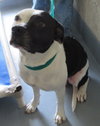 Pound Dog-Zoe 135779