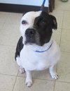 Pound Dog-Zoe 135779