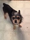 Sparky