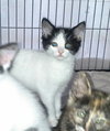 Toulouse - kitten