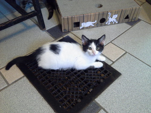 Toulouse - kitten