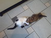 Toulouse - kitten
