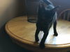 Kitten - Polly