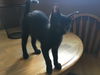 Kitten - Polly