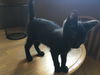 Kitten - Polly