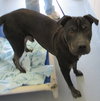 Pound Dog-Smooshy 136289