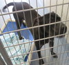 Pound Dog-Smooshy 136289
