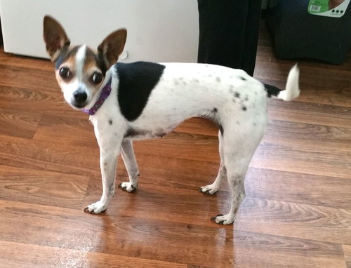 Lulu