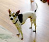 Lulu
