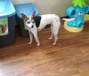 Lulu