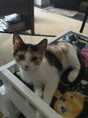 Sophie - kitten