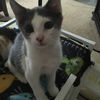 Snickers - kitten