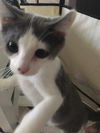 Snickers - kitten