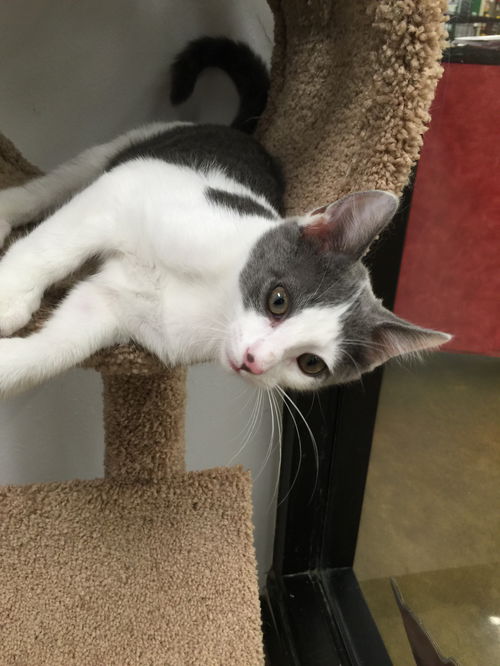 Snickers - kitten