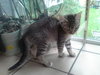 Misty - kitten