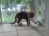 Misty - kitten