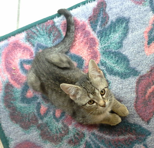 Misty - kitten