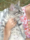 Sly - Kitten
