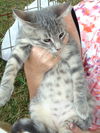 Sly - Kitten
