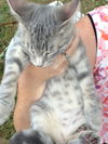 Sly - Kitten