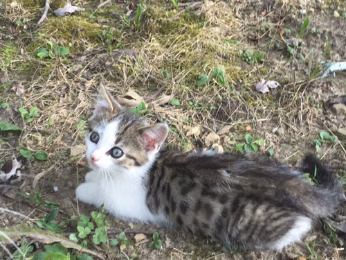 Mickie - Kitten