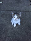 Mickie - Kitten